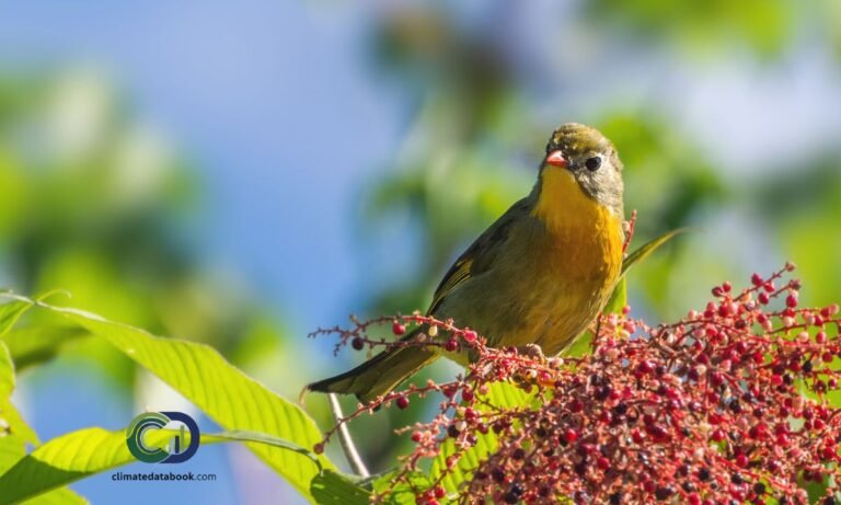 Climate change Pushes Early Bird Migration to Margalla Hills