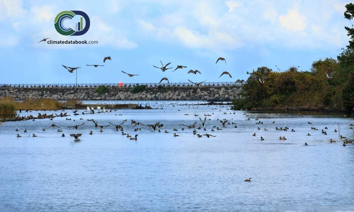 Coastal Ecosystems Vital For Migratory Birds