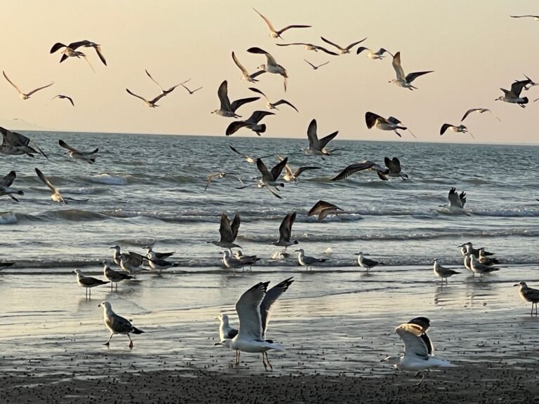 Migratory Birds in Gwadar