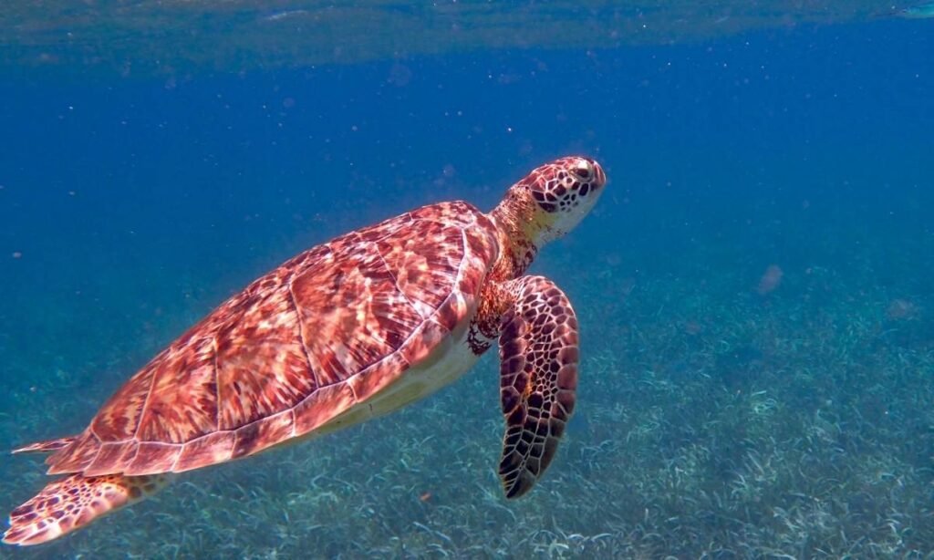 protect sea turtles in shrimp trawling