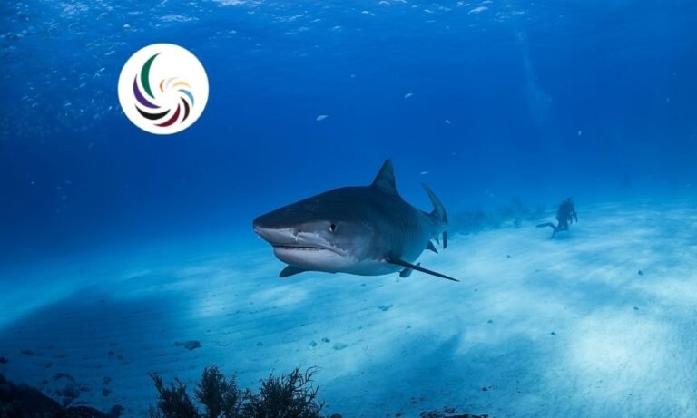 National Strategy Underway to Safeguard Vulnerable Shark Species in Arabian Sea