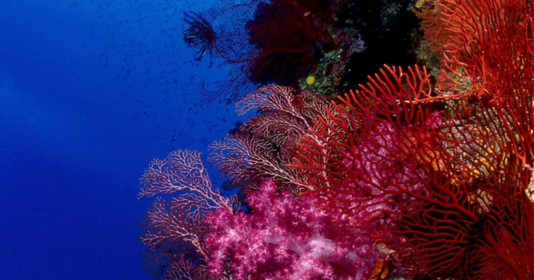 World Coral Triangle Day 2026 Highlights Urgent Need for Ocean Action