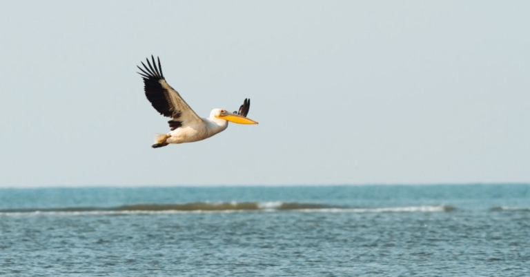 Sindh Rescues 16 White Pelicans as Poaching Threatens Wetlands