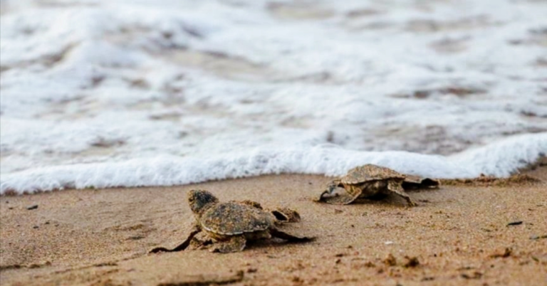 Bycatch, Pollution Drive Rising Sea Turtle Deaths in Pakistan