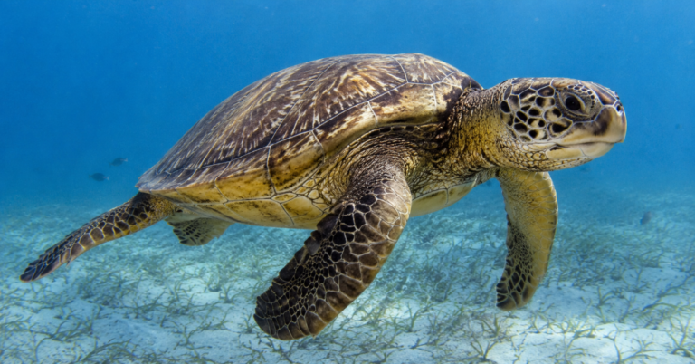 Climate Change, Plastic Pollution Threaten Pakistan’s Sea Turtles: WWF