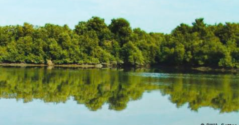 Pakistan’s Mangrove Restoration Builds Climate Resilience, Blue Economy